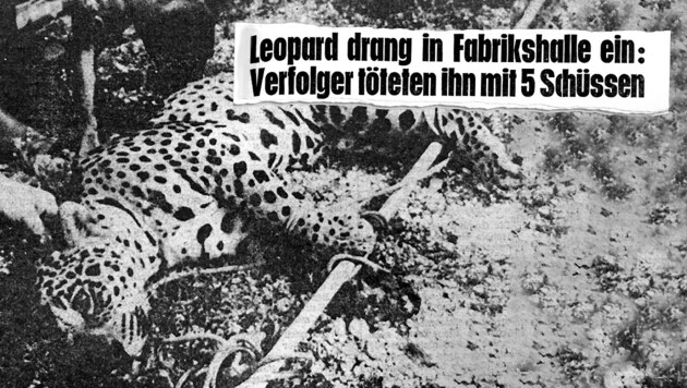 Die Leopardin „Kimba“ wurde am 2. August um 9.05 Uhr am Kestag-Gelände erlegt. (Bild: Archiv/ Hunter Krone KREATIV,)