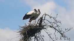 Die Störchen haben einen Baum als Nistplatz gewählt. (Bild: Claudia Fischer)