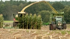 Die Ernte-Erträge schwanken heuer stark, denn das Wetter machte es den Ackerbauern nicht einfach. Der Schaden geht in die Millionen. (Bild: dpa/Philipp Schulze)