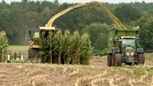 Die Ernte-Erträge schwanken heuer stark, denn das Wetter machte es den Ackerbauern nicht einfach. Der Schaden geht in die Millionen. (Bild: dpa/Philipp Schulze)