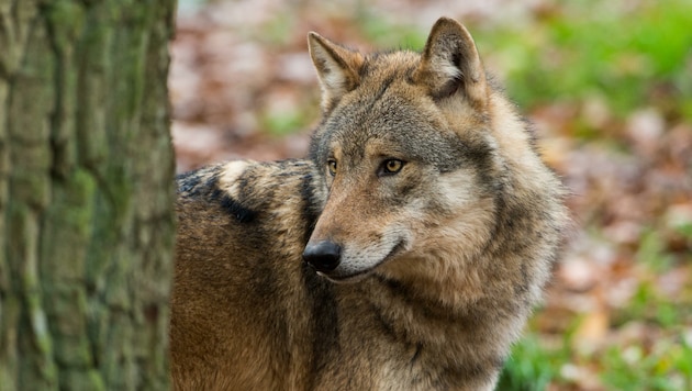 Wolfssichtungen häufen sich. Die Homepage des Landes Oberösterreich weist im Mai bereits sieben Sichtungen aus. Zuletzt tauchte der Isegrim in Kirchberg-Thening auf. (Bild: Ralph Frank)