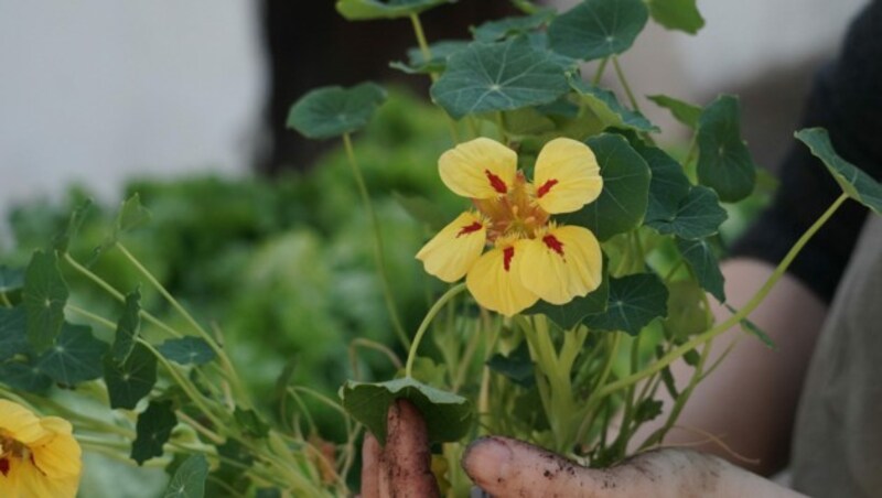 Auch Blümchen aller Art haben jetzt Saison (Bild: Josef Pail)