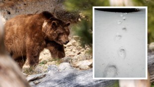 Los cazadores descubrieron huellas de osos en Glemmtal, cerca de Saalbach-Hinterglemm, el pasado fin de semana.  (Imagen: Estado de Salzburgo/Andreas Tröster, Krone KREATIV)