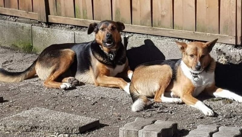 Die Angsthunde Lucky und Shiva warten schon so lange im „Garten Eden“. (Bild: Tierheim Garten Eden)