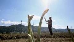 In Ebenthal gibt es täglich grünen Spargel zu kaufen (Bild: Hronek Eveline)