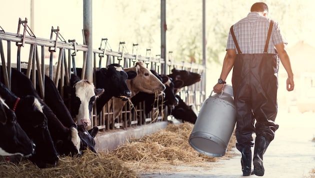 Does Styria produce enough milk to be self-sufficient? (Bild: TORWAISTUDIO, stock.adobe.com)