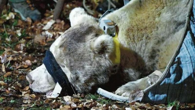 Braunbär Francesco wurden Anfang Mai nördlich von Tolmezzo gefangen und mit einem neuen Senderhalsband wieder freigelassen. (Bild: Zentraldirektion für Landwirtschaft, Forstwirtschaft und Fischressourcen der Region Friaul Julisch Venetien )