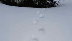 Die Bärenspuren im Pinzgauer Glemmtal (Bild: Land Salzburg)