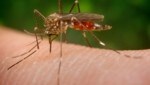 Un mosquito arbusto asiático cazando sangre humana: ¿qué hay en su probóscide?  (Imagen: James Gathany)