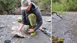 Die Wehröffnung hat in der Sill zu einem tausendfachen Fischsterben geführt. (Bild: Tiroler Fischereiverband )