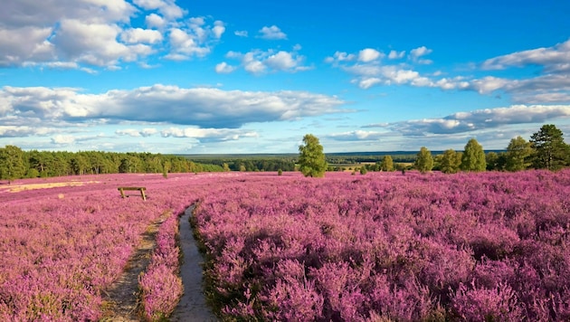 Eine alte Heidjer Faustregel besagt: Die Heide blüht vom 8. 8. bis 9. 9. eines Jahres. (Bild: Getty Images/iStockphoto)
