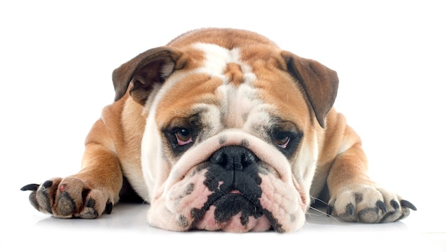 Für viele ein „putziger“ Anblick, doch mit den gesundheitlichen Folgen der kurzen Nasen haben Bulldoggen schwer zu kämpfen.  (Bild: Cynoclub)