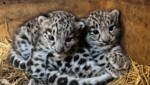 Die Jungtiere wiegen bereits 2,6 Kilogramm. (Bild: Zoo Salzburg)
