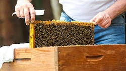 Honig von heimischen Imkern bietet Qualität, hat aber seinen Preis. (Bild: Andreas Tröster)