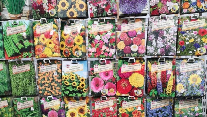 Bei der Auswahl von Blumensamen sollte man darauf achten, dass diese Pflanzen auch wirklich bei uns heimisch sind. (Bild: Christine Pühringer/Naturschutzbund)