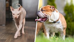 Die anstehende Gesetzesnovelle könnte ein verschärftes Vorgehen und strengere Bestimmungen bei der Tierzucht ermöglichen. Nacktkatzen (li.) oder die Englische Bulldogge (re.) leiden unter ihren Rassemerkmalen. (Bild: stock.adobe.com, Krone KREATIV)