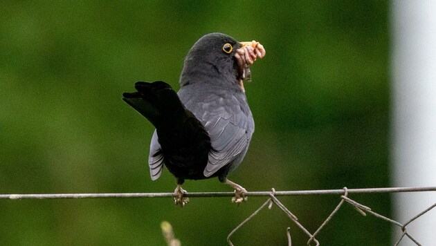 Für den Mann setzte es erneut einen Schuldspruch wegen Tierquälerei. (Bild: Scharinger Daniel)