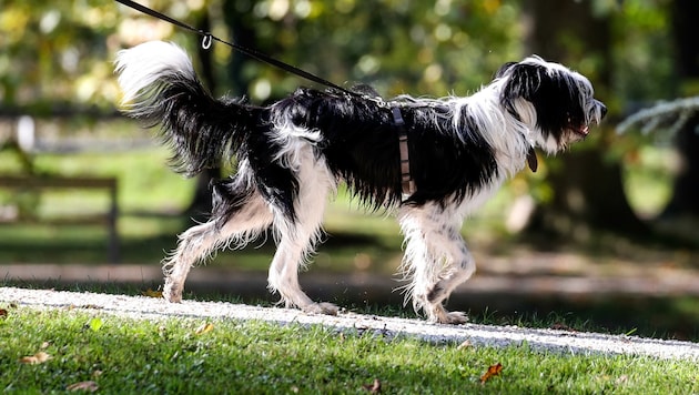 Von welchem Bello stammt der Haufen? Und wem gehört das Tier? Grödig steckt Fähnchen in Hundehaufen und interessiert sich jetzt für Kommissar DNA. (Bild: Tröster Andreas)