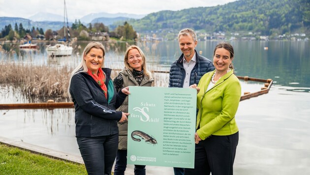 Antje Güttler und Susanne Timmerer (Österreichische Bundesforste) sowie Mario Zanker und Silvia Häusl-Benz (Gemeinde Pörtschach) vor dem neuen Schilfschutzzaun am Wörthersee. (Bild: ÖBf Stabentheiner)