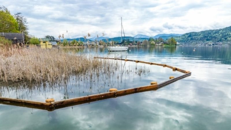 Neuer Schilfschutzzaun am nördlichen Ufer des Wörthersees in Pörtschach (Bild: ÖBf Stabentheiner)