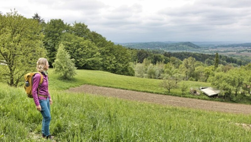 Bei der Wanderung geht es gemütlich auf und ab zwuschen sanften Hügeln (Bild: Weges)