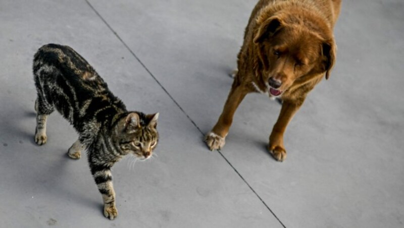 Der Hund versteht sich bestens mit den Katzen seines zu Hauses. (Bild: AFP)