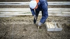 Erntehelfer in OÖ: Für 175 Gemüse- und 300 Obstbetriebe unverzichtbar. (Bild: Alexander Schwarzl)