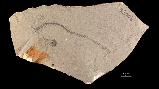 Forscher hoffen auf Funde wie dieses Borstenwurm-Fossil (Bild: Naturhistorisches Museum Wien)