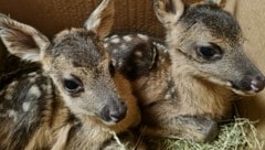 Den beiden Rehkitzen geht es gut (Bild: Wildtierauffangstation Kaltenegger)