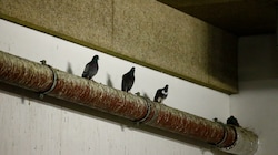 Die Tiere verschmutzen die Garage im Bischofshofener Einkaufszentrum. (Bild: Gerhard Schiel)