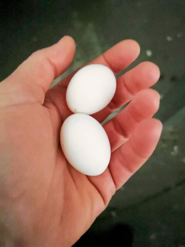 Los huevos simulados pueden ayudar a minimizar las palomas.  (Imagen: Tanja Loicht)