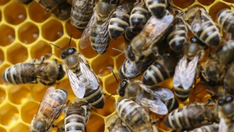 Dieses Frühjahr ist eine schwierige Zeit für die Bienen in Salzburg: Das nasskalte Wetter behindert die Nahrungssuche. (Bild: Tröster Andreas)