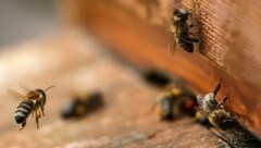 Die Honigbienen in Salzburg werden durch die vor 40 Jahren eingeschleppten Varroamilben geschwächt. (Bild: Tröster Andreas)