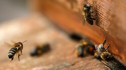 Die Honigbienen in Salzburg werden durch die vor 40 Jahren eingeschleppten Varroamilben geschwächt. (Bild: Tröster Andreas)