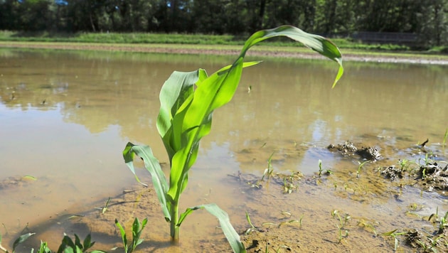 Verdichtete Äcker hätten zu wenig Wasser aufgenommen und dadurch Häuser und Gärten geflutet, kritisiert man in St. Pölten. (Bild: Sepp Pail)