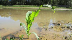 Verdichtete Äcker hätten zu wenig Wasser aufgenommen und dadurch Häuser und Gärten geflutet, kritisiert man in St. Pölten. (Bild: Sepp Pail)