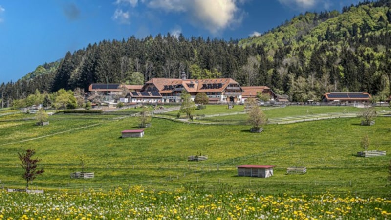 Auf dem Gut Aiderbichl in Henndorf leben mehr als 770 Pferde. (Bild: Gut Aiderbichl)