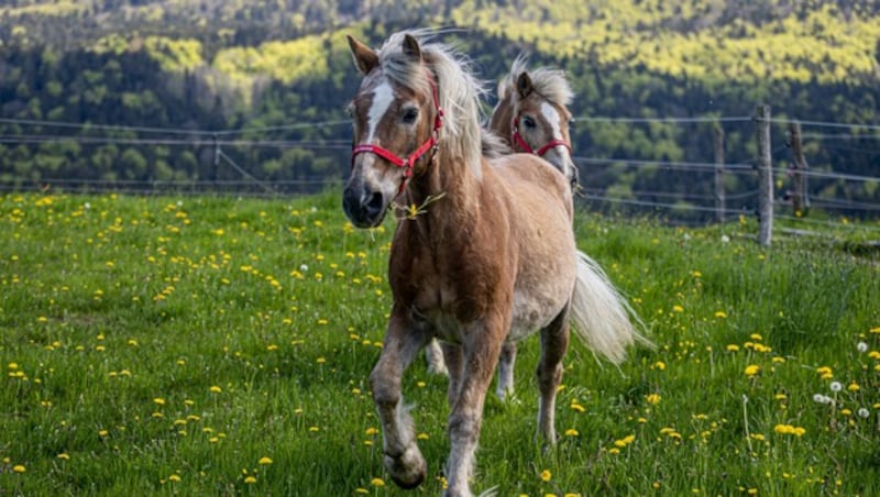 Erster Weidegang: Nanuk und Willow scheinen hochzufrieden. (Bild: Gut Aiderbichl)