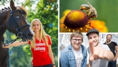 Ob Tierfreund oder Musikliebhaber - es gibt Events für jeden Geschmack. (Bild: Markus Wenzel, Daniel Wochermayr, EXPA/Michael Gruber Krone KREATIV )