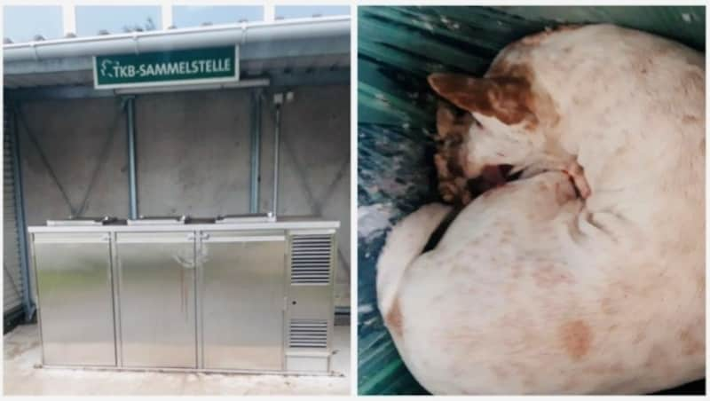 Eines der getöteten Tiere wurde in einem Sammelcontainer gefunden und zur Obduktion nach Wien gebracht, das Gutachten bestätigte den Verdacht. (Bild: zVg)