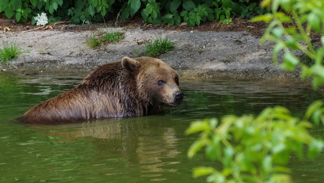 Innerhalb von zwei Wochen wurden bereits vier Braunbär-Sichtungen in Salzburg gemeldet. (Bild: Bergauer Rubina)