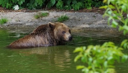 Innerhalb von zwei Wochen wurden bereits vier Braunbär-Sichtungen in Salzburg gemeldet. (Bild: Bergauer Rubina)