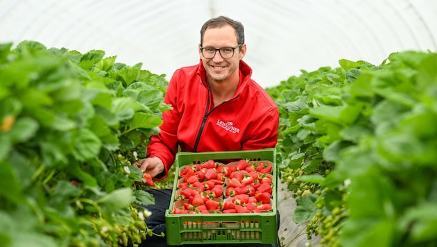 „Kunden zahlen für frische regionale Früchte gerne etwas mehr“, weiß Lukas Lehner, Lehner-Erdbeeren. (Bild: Dostal Harald)