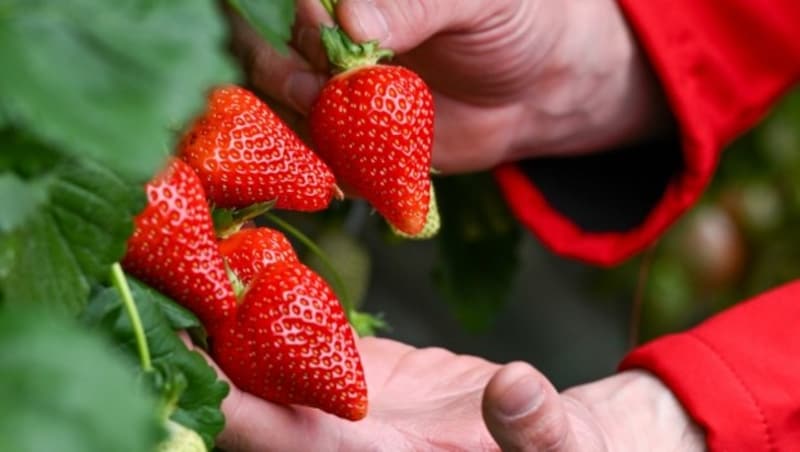 „Kunden zahlen für frische regionale Früchte gerne etwas mehr“, weiß Lukas Lehner, Lehner-Erdbeeren. (Bild: Dostal Harald)