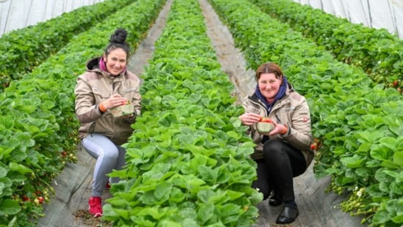 Ukrainische Erntehelferinnen mit frischen Früchten bei Lehner, Haag. (Bild: Dostal Harald)