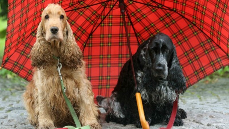 Cockerspaniels sind beliebte Familienhunde. (Bild: APA/dpa/Roland Weihrauch)