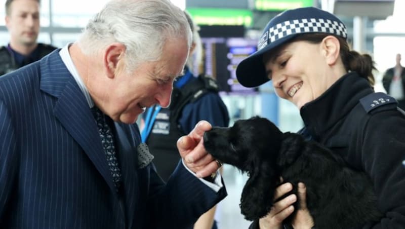 Die britische Polizei setzt Cockerspaniels als Suchhunde ein. (Bild: AFP)