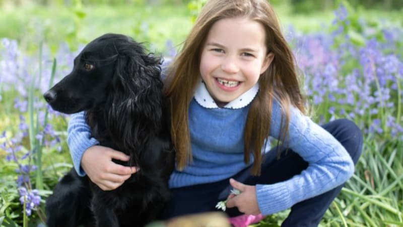 Auch die britischen Royals halten sich Cockerspaniels, hier Prinzessin Charlotte mit einem Exemplar. (Bild: AFP)