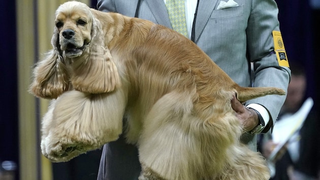 Ein Cockerspaniel bei der Westminster Kennel Club Dog Show im Mai 2023 (Bild: AFP)