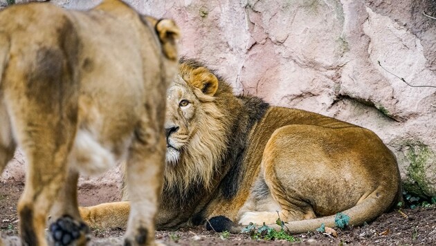 Der Zoo hofft, dass Löwin „Aarany“ und Löwe „Kiron“ doch noch zu einem späteren Zeitpunkt Eltern werden. (Bild: Tiergarten Nürnberg/Tom Burger)